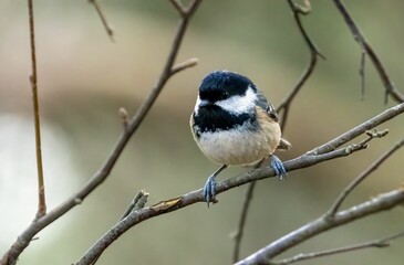 Coal tit perched on a twig in the forest