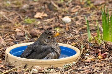 Female blackbird bathing in a bowl of water in the forest