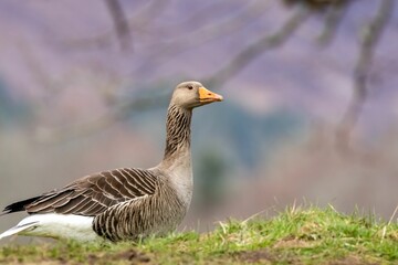 Greylag goose (Anser anser) in a field