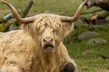 Scottish Highland cow with big horns in a field