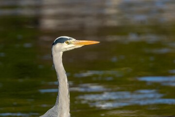 Grey heron (Ardea cinerea) in its natural habitat