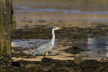 Grey heron (Ardea cinerea) in its natural habitat