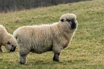 Obraz premium Two Shropshire sheep in the field