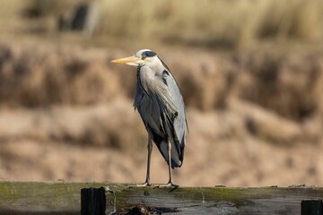 Grey heron perched on a wooden post of an old bridge