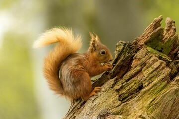 Red squirrel sits atop the trunk of a tall deciduous tree, holding a cluster of nuts in its hands