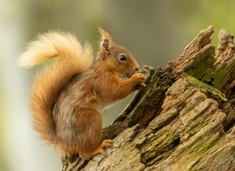 Naklejka na ściany i meble Red squirrel sits atop the trunk of a tall deciduous tree, holding a cluster of nuts in its hands