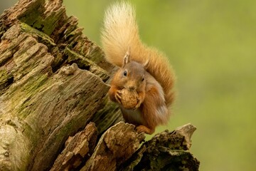Red squirrel sits atop the trunk of a tall deciduous tree, holding a cluster of nuts in its hands
