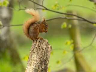Red squirrel sits atop the trunk of a tall deciduous tree, holding a cluster of nuts in its hands