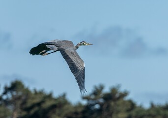Juvenile grey heron (ardea cinerea) in flight