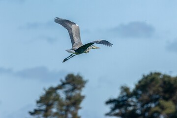 Juvenile grey heron (ardea cinerea) in flight