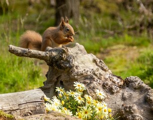 Red squirrel sits atop the trunk of a tall deciduous tree, holding a cluster of nuts in its hands