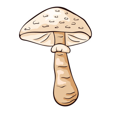 recommend clip art: Parasol mushroom in cartoon style. Hand drawn, sketch Macrolepiota procera. Vector illustration isolated on a white background.