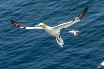 Fototapeta na wymiar Elegant northern gannet gracefully soars through the air
