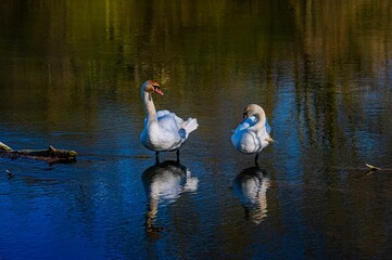 two swans standing in a body of water near the shore