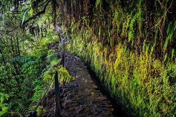 Scenic nature trail winding through a lush forest, with tall trees in Madeira, Portugal