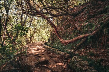 Scenic nature trail winding through a lush forest, with tall trees in Madeira, Portugal