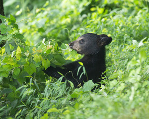 Black bear cub © Tony Campbell