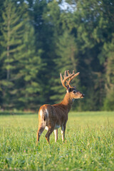 Whitetailed deer buck in velvet