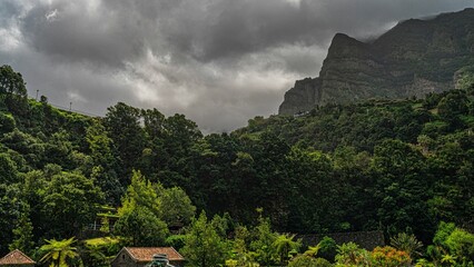 Forest with growing greenery vegetation