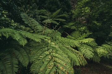 Forest with growing greenery vegetation © Paya/Wirestock Creators