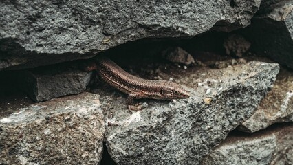 Lizard perching on rock
