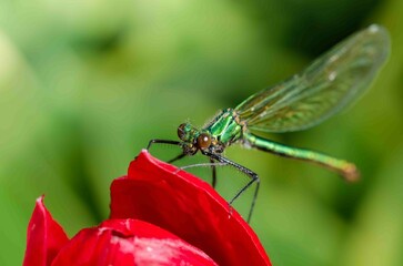 Green dragonfly on red tulip flower.