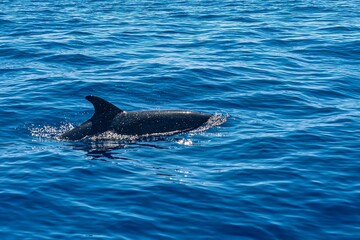 Dolphin floating peacefully on the surface of blue water.