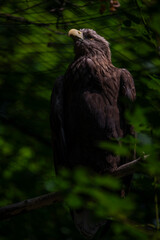 Big color eagle near metal fence in summer sunny day