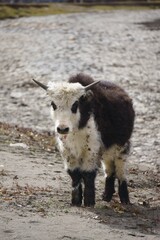 Fototapeta premium the black and white sheep is standing alone on the gravel
