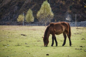 a brown horse grazing in a large grassy field in front of a forest