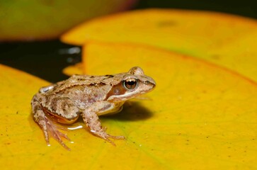 Brown frog sits on a yellow water lily leaf.