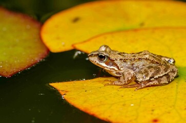 Frog on a yellow water lily.
