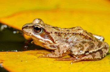 Brown frog sits on a yellow water lily leaf.