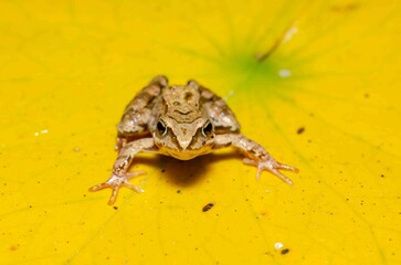 Frog on a yellow water lily.