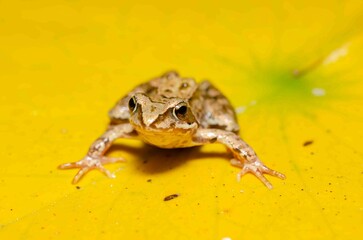 Frog on a yellow water lily leaf.