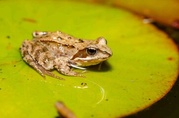 Brown frog sits on a leaf of a water lily.