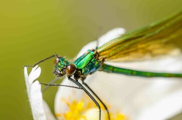 Showing of eyes dragonfly and wings detail in the nature habitat.