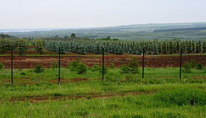 Fototapeta na wymiar plantation of fir trees on the hill with green grass in rainy day 