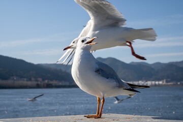 Fototapeta na wymiar two seagulls with their beak open standing on the pier