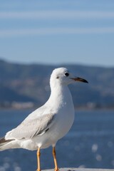 white bird standing on ledge near body of water near mountains