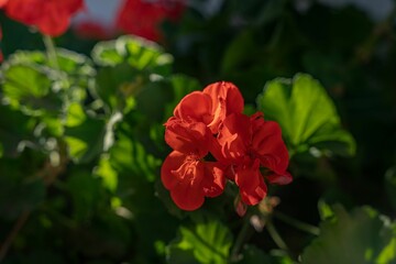 a close up view of some red flowers with green leaves