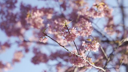 Close-up view of pink cherry blossom flowers growing on a tree against a clear blue sky