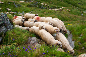 Sheep on the Transfagarasan Romania