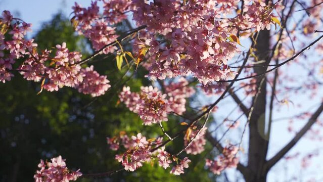 Close-up view of pink cherry blossom flowers growing on a tree