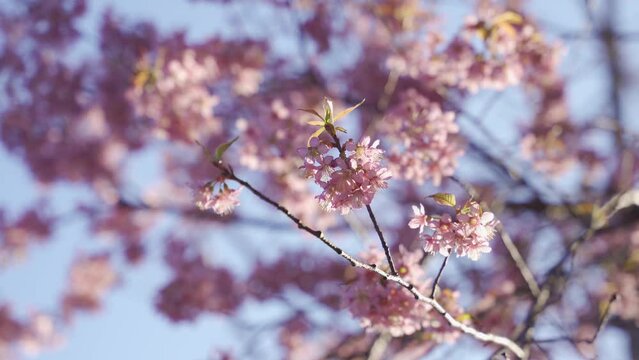 Close-up view of pink cherry blossom flowers growing on a tree against a clear blue sky