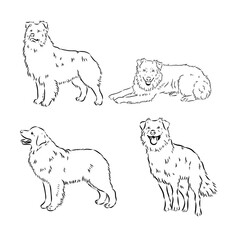 Vector hand-drawn portrait of Australian Shepherd in engraving style. Sketch illustration with Aussie head isolated on white. Cute dog face.