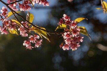 Closeup shot of beautiful cherry blossoms in sunlight.