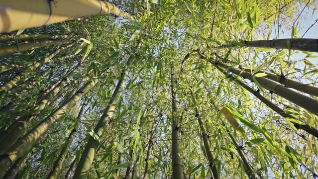 Low angle video of bamboo trees with green leaves on a sunny day