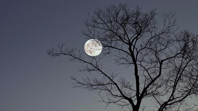 Time-lapse-view a leafless tree with a background of the rising full moon