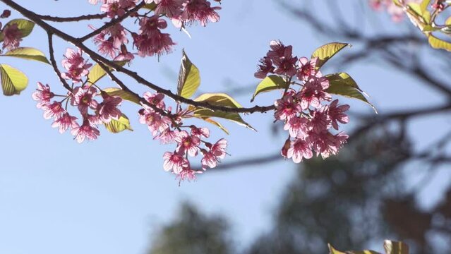 Closeup video of a blooming cherry tree with pink flowers on a blurred background